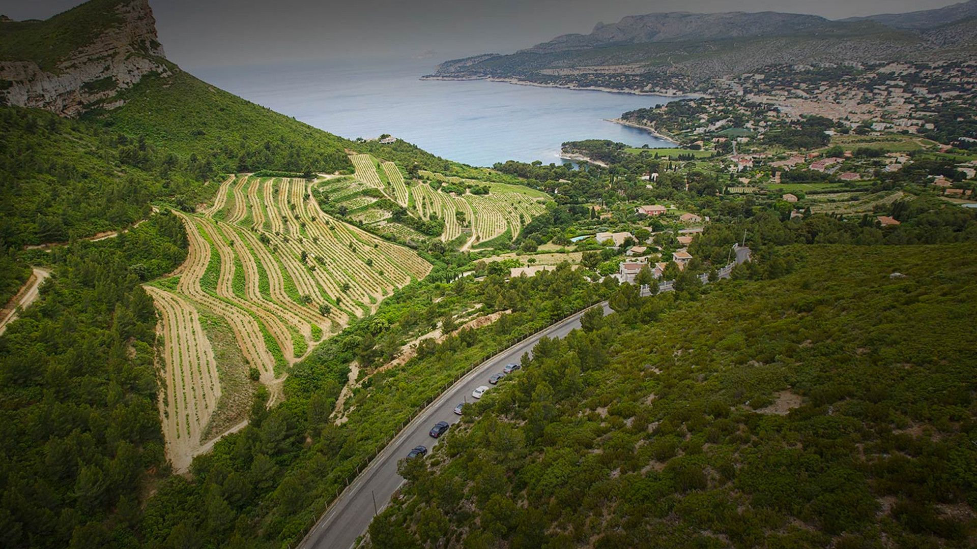 A street leading through vineyards in bird view